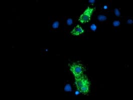 NLN / Neurolysin Antibody (clone OTI1D6)
