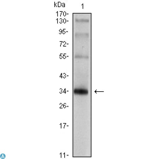 SYP / Synaptophysin Antibody