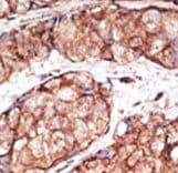 TLR5 Antibody (aa71-102)