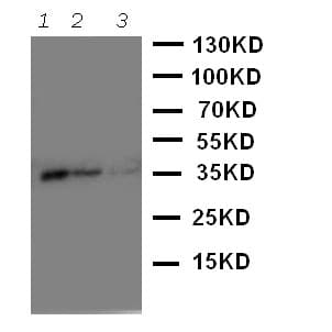 Polyclonal Rabbit anti-Human WNT2B Antibody (aa169-185, WB)