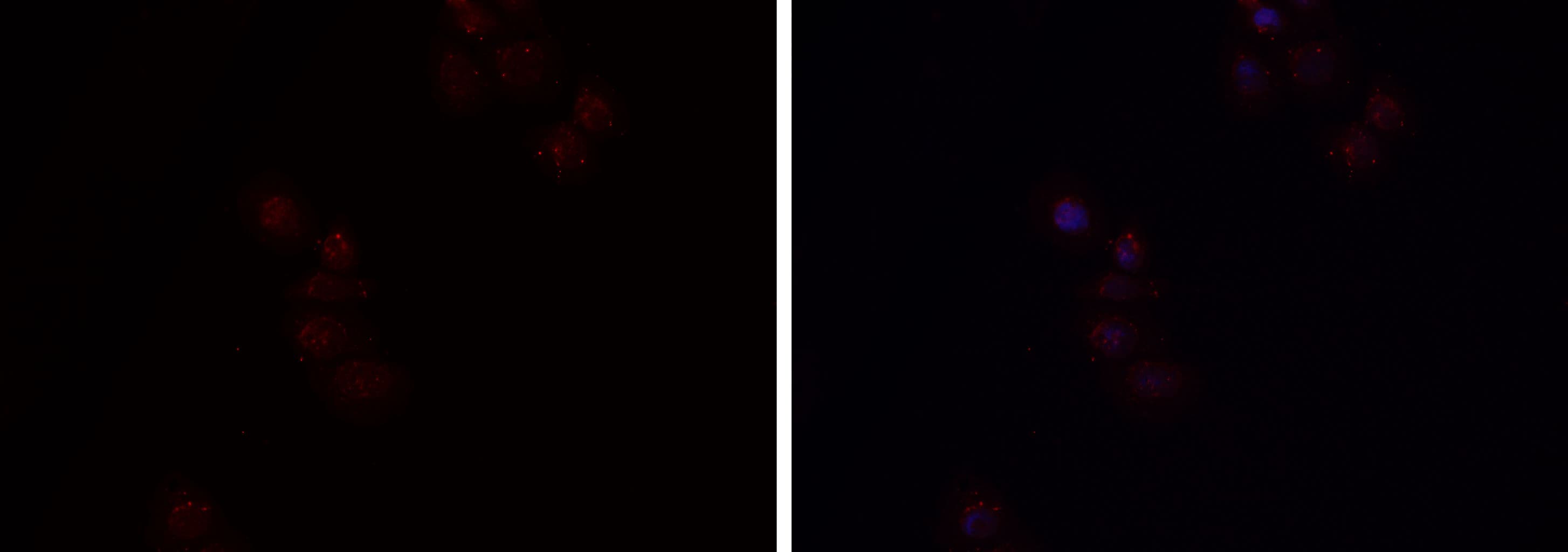 HGFAC / HGFA Antibody