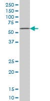 ZNF207 Antibody (clone 6D7)