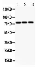 APLP1 / APLP-1 Antibody (aa101-120)