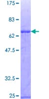 Human ZNF3 Protein (Recombinant GST)