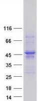Human ACTR1A / Centractin Protein (Recombinant Myc-DDK (Flag))