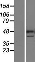 PARP15 Protein (Over-Expression Lysate Myc-DDK (Flag))
