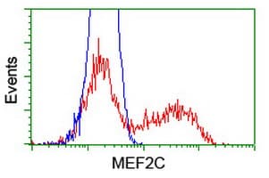 MEF2C Antibody (clone OTI1B6)