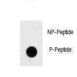 DNMT / DNMT1 Antibody (phospho-Ser154)