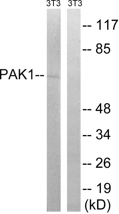 PAK1 Antibody (aa170-219)