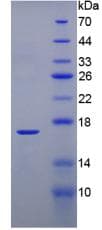 Mouse TTR / Transthyretin Protein (Recombinant His)