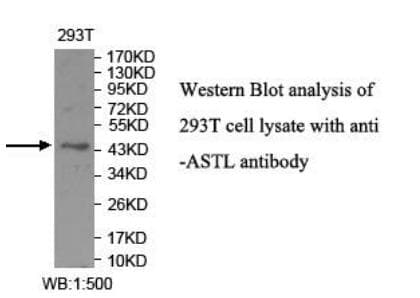 ASTL Antibody (aa228-407)