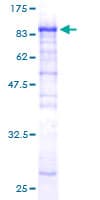 Human CPNE6 / N-COPINE Protein (Recombinant GST)