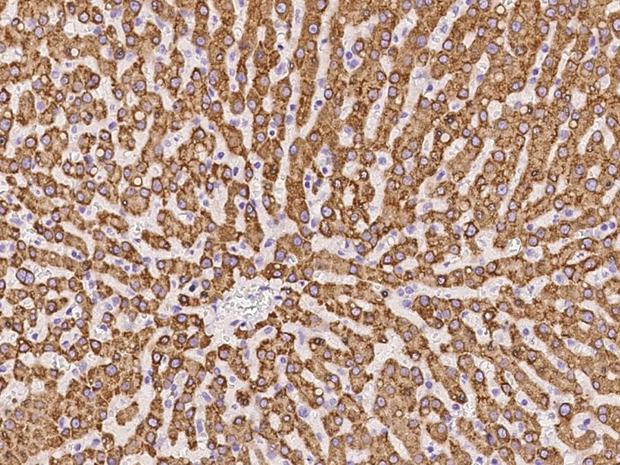 PGRMC1 / MPR Antibody