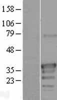 ODF3L2 Protein (Over-Expression Lysate Myc-DDK (Flag))