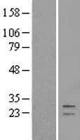 GT335 / ES1 Protein (Over-Expression Lysate Myc-DDK (Flag))