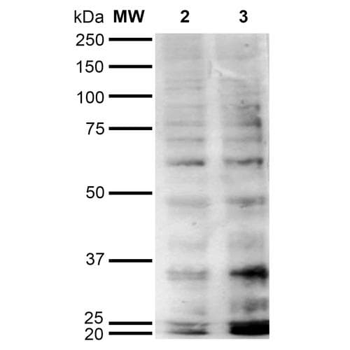 Hexanoyl-Lysine adduct Antibody (clone 5E8, APC)
