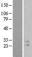 Human IL9 Protein (Over-Expression Lysate Myc-DDK (Flag))