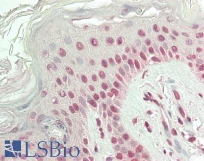 IHC-plus™ Polyclonal Rabbit anti-Human GTF3A Antibody (aa1-50, IHC, WB)
