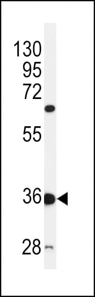 C12orf53 Antibody (aa75-103)