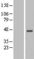 STOML1 Protein (Over-Expression Lysate Myc-DDK (Flag))