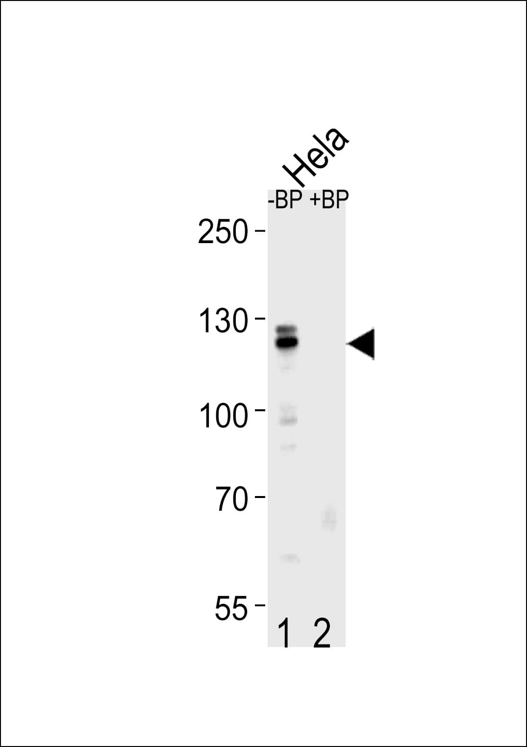 Cullin 4B / CUL4B Antibody (aa250-278)