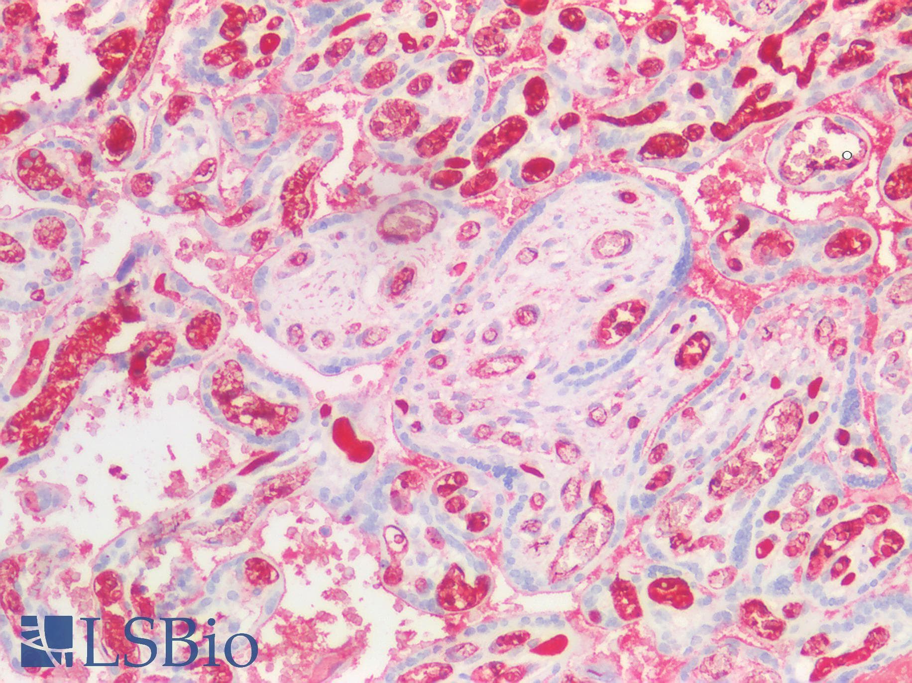 PathPlus™ FGA / Fibrinogen Alpha Antibody