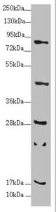 RPP25L / C9orf23 Antibody