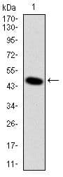 Monoclonal Mouse anti-Human DLK1 / Pref-1 Antibody (clone 3A10, IF, WB)
