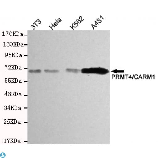 PRMT4 / CARM1 Antibody