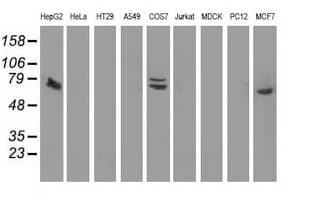 SAMHD1 Antibody (clone OTI1F6)