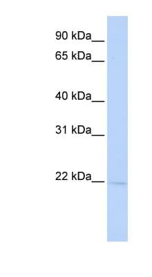 RER1 Antibody (aa72-121)