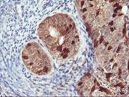 RABL2A Antibody (clone OTI5A10, Carrier-free)