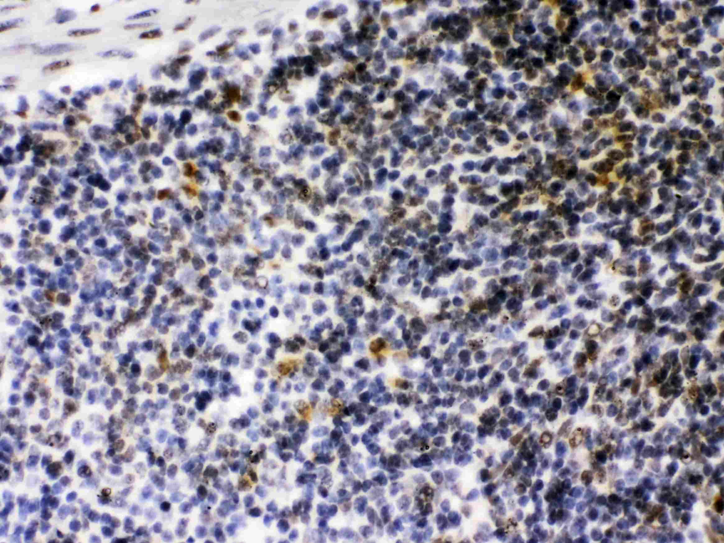 CIITA Antibody