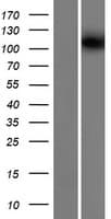 KIF19 Protein (Over-Expression Lysate Myc-DDK (Flag))