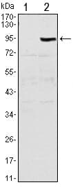 OPG / Osteoprotegerin Antibody (clone 5A11)