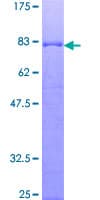 Human IL16 Protein (Recombinant GST)