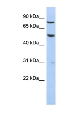 ADGRG1 / GPR56 Antibody (N-Terminus)