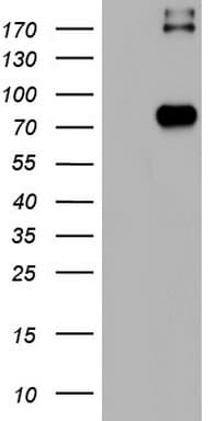 CD68 Antibody (aa22-319, clone OTI13H2)