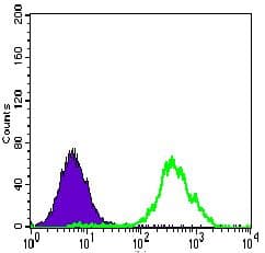 ACLY / ATP Citrate Lyase Antibody (Amino Acid: 306-502, clone 5F8D11)