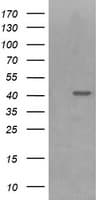 PARVA Antibody (clone OTI3C3)