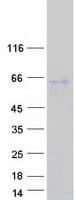 Human SP5 Protein (Recombinant Myc-DDK (Flag))