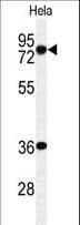 Polyclonal Rabbit anti-Human INTS10 Antibody (aa516-545, WB)