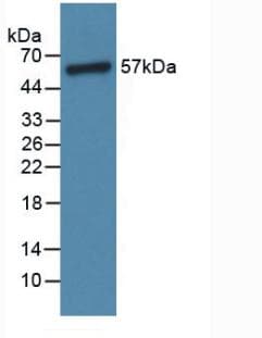 ANGPT1 / Angiopoietin-1 Antibody (aa304-450)