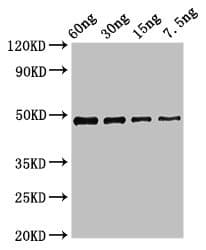 Polyclonal Rabbit anti-Xanthomonas campestris NAD-dependent deacetylase Antibody