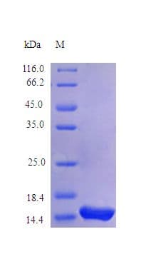 Rhesus monkey IL4 Protein (Recombinant)