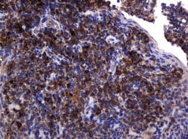 POGK Antibody (clone OTI6D5, Carrier-free)
