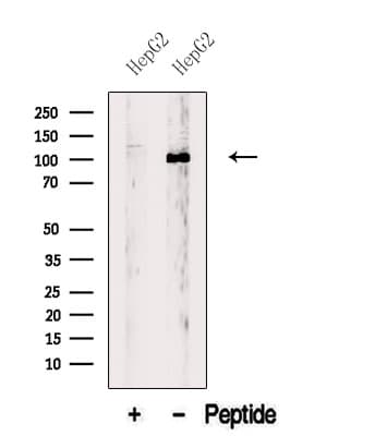 BBX Antibody