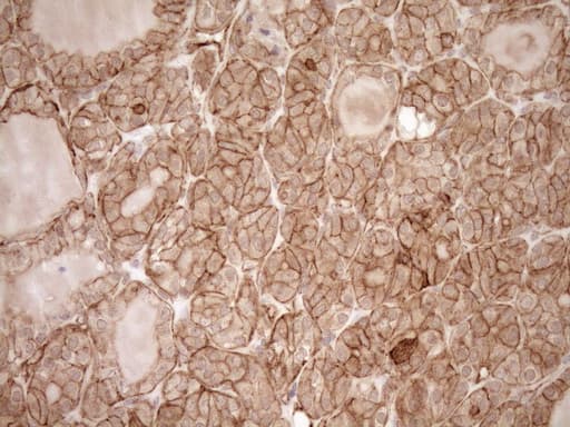 EPLIN Antibody (aa1-275, clone OTI1A3)