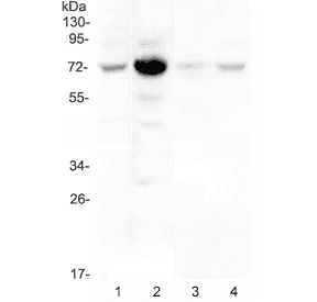 WEE1 Antibody