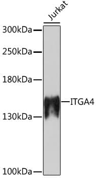 Polyclonal Rabbit anti-Human ITGA4 / VLA-4 / CD49d Antibody (IHC, WB)